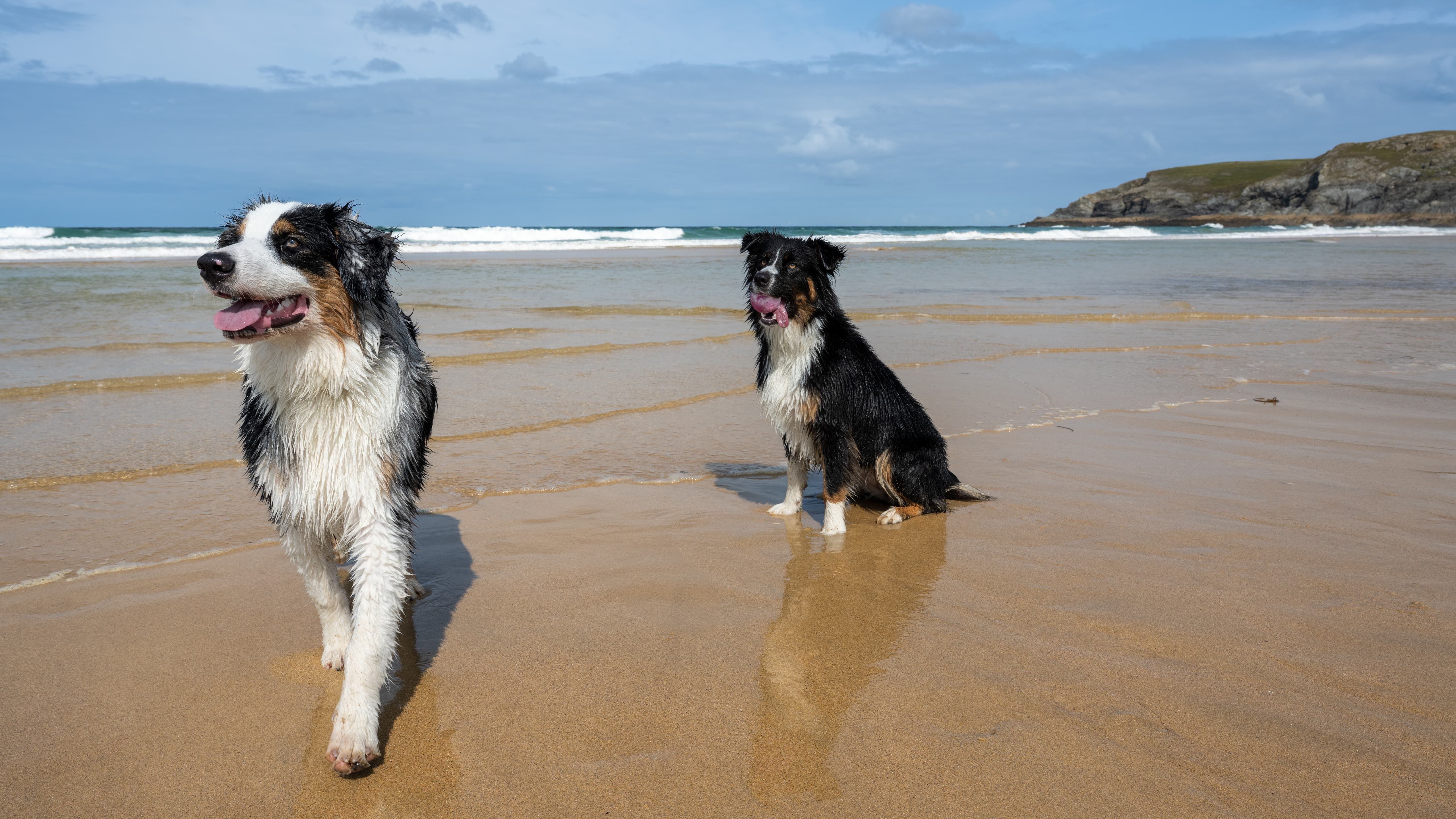 Becca with dogs walking on a beach